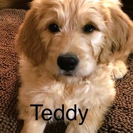 Goldendoodle Puppies from CharLia's Holistic English Cream Golden Retrievers & Doodles
