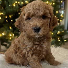Female white - Goldendoodle puppy from Tails and Trails Doodles