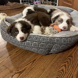 Australian Shepherd Puppies from Spring Creek Pups