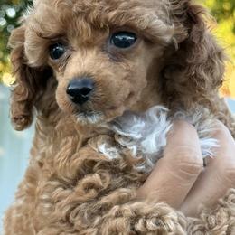 Woody - Red  male Poodle puppy in Tampa, Florida from The Sweet Life of a Toy Poodle