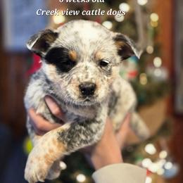 Boy 2 - Blue mottled male Australian Cattle Dog puppy in Monroe, North Carolina from Creek View Cattle Dogs