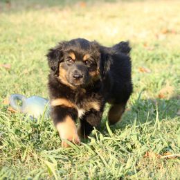 Fender - Black tri male Miniature Australian Shepherd puppy in Fort Smith, Arkansas from Rye Hill Aussies