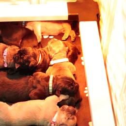 Cane Corso Puppies from Paw city llc
