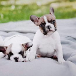 French Bulldog Puppies from Windy Ridge French Bulldogs