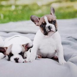 French Bulldog Puppies from Windy Ridge French Bulldogs