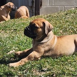 Girl 3 - Boerboel puppy in Naples, New York from Freedom Boerboels LLC