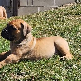 Girl 3 - Boerboel puppy in Naples, New York from Freedom Boerboels LLC