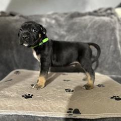 Green male - Tiger male Perro de Presa Canario puppy in Holland, Ohio from Lykaios Kennels