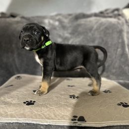 Green male - Tiger male Perro de Presa Canario puppy in Holland, Ohio from Lykaios Kennels