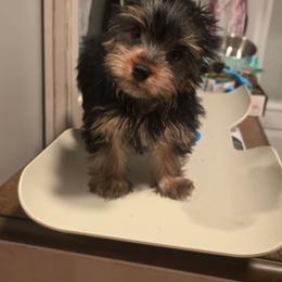 Hayden - Black and gold male Yorkshire Terrier puppy in Clermont, Florida from Bella's Prissy Butts