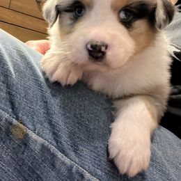 Australian Shepherd Puppies from Wild Meadow’s Aussies