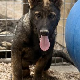 Boy 2 - Sable male German Shepherd puppy in Beech Grove, Arkansas from Ze Zadnich lesu