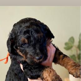 Frank - Tri-color male Bernedoodle puppy in Burley, Idaho from Amy's Bernedoodles