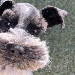 Miniature Schnauzers from Journee Home Mini Schnauzers