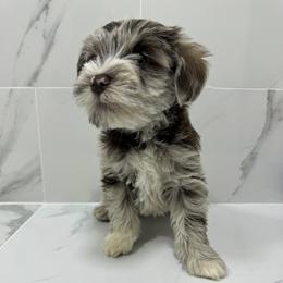 Miniature Schnauzer Puppies from Miniature Schnauzer Paradise llc