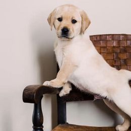Labrador Retrievers from Oakdale Labradors