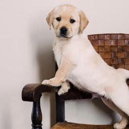 Labrador Retrievers from Oakdale Labradors