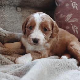 Kona - Apricot female Goldendoodle puppy in Atlanta, Georgia from Cedarcrest Goldendoodles
