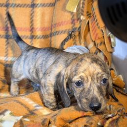 Hamlet  Boy 2 - Brindle male Dachshund puppy in Polo, Missouri from Cool Runnin Dachshunds