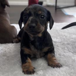 Dachshund Puppies from Johnson’s Weiner Farm