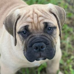 Bullmastiffs from Marconian Bullmastiffs