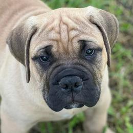 Bullmastiffs from Marconian Bullmastiffs