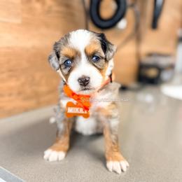 Mikey - Blue merle male Bernedoodle puppy in West Haven, Utah from Split Mountain Doodles