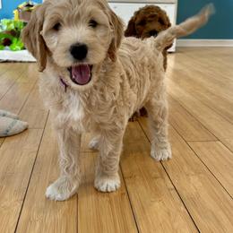Goldendoodle Puppies from Sunrise Doodles