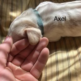 Axel - Lemon and white male Basset Hound puppy in Ringling, Oklahoma from BnL Bassets