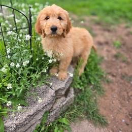 Goldendoodle and Labradoodle Puppies from Caldron Falls Doodles and Poodles