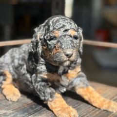 Ash - Black male Labradoodle puppy in Murray, Utah from Swann's Kennels
