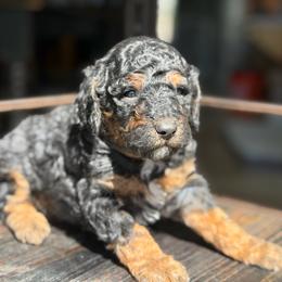 Ash - Black male Labradoodle puppy in Murray, Utah from Swann's Kennels