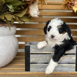 Australian Labradoodle, Bernedoodle, and Cockapoo Puppies from Dream Doodles and Cockapoos