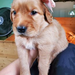 Golden Retriever Puppies from Emma's Golden Puppers