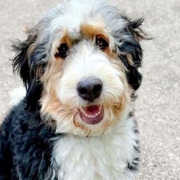 Harper - Bernedoodle