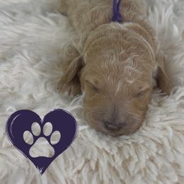 Goldendoodle Puppies from Maryland Designer Doodles