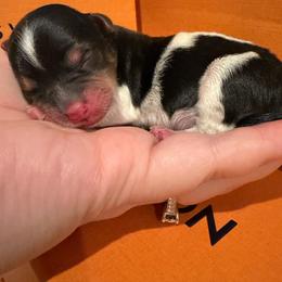 Swirl - Parti male Yorkshire Terrier puppy in Illinois from Pretty Little Yorkies