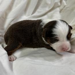 Girl 3 - female Miniature American Shepherd puppy in Elmore City, Oklahoma from Rikashay Kennels