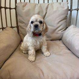 Girl 3 - Buff Cocker Spaniel puppy in Shingle Springs, California from California Spaniels