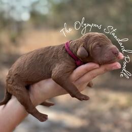 Coming Soon - Red  female Poodle puppy in Spring Hills, Florida from The Olympus Standard Poodle