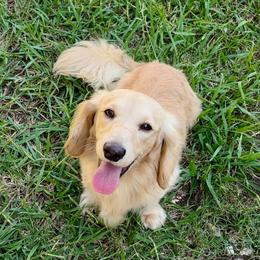 Otis - Dachshund
