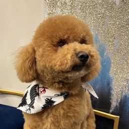 Khalua - Goldendoodle