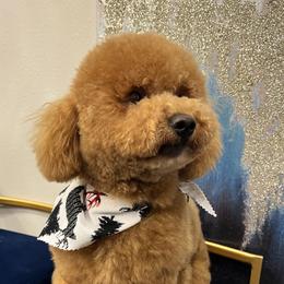 Khalua - Goldendoodle