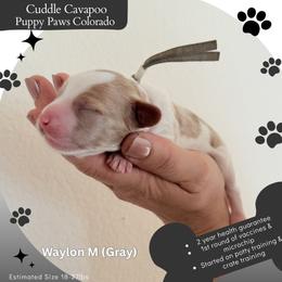 Waylon - Blenheim male Cavapoo puppy in Fort Lupton, Colorado from Puppy Paws Colorado
