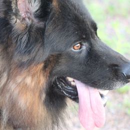 Ikon - German Shepherd