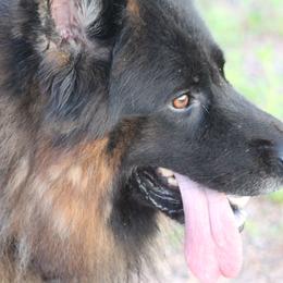 Ikon - German Shepherd