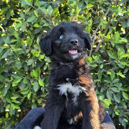 Purple - Black and white female Siberian Husky puppy in Los Angeles, California from Zenia Huskies