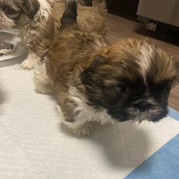 Bulldog, Poodle, and Shih Tzu Puppies from Shih_doodle_Co