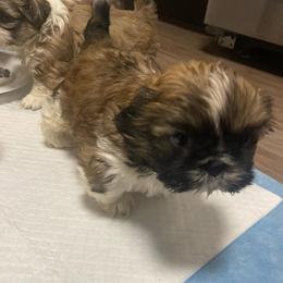 Bulldog, Poodle, and Shih Tzu Puppies from Shih_doodle_Co