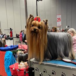 Katie - Yorkshire Terrier
